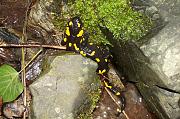 Salamandra salamandra