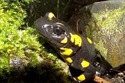 Salamandra salamandra