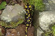 Salamandra salamandra