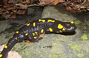 Salamandra salamandra