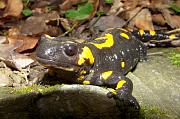 Salamandra salamandra