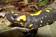 Salamandra salamandra