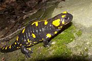 Salamandra salamandra