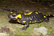 Salamandra salamandra