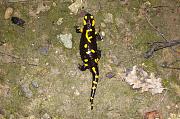 Salamandra salamandra