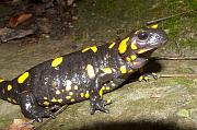 Salamandra salamandra