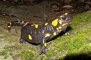 Salamandra salamandra