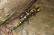 Salamandra salamandra