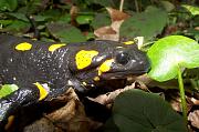 Salamandra salamandra