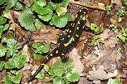 Salamandra salamandra