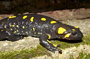 Salamandra salamandra