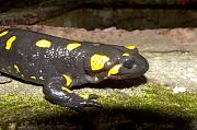 Salamandra salamandra