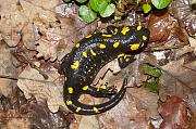 Salamandra salamandra