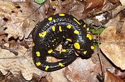 Salamandra salamandra