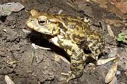 Bufo bufo