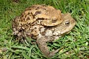 Bufo bufo