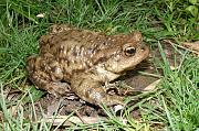 Bufo bufo