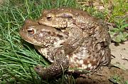 Bufo bufo