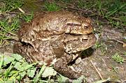 Bufo bufo