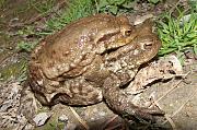 Bufo bufo