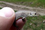 Lacerta viridis