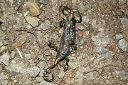 Salamandra salamandra