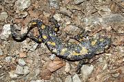 Salamandra salamandra