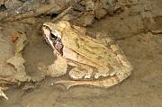 Rana dalmatina