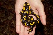 Salamandra salamandra