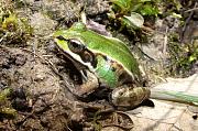 Pelophylax kl. esculentus