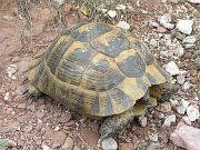 Testudo graeca