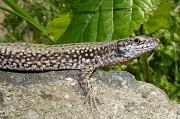 Podarcis muralis