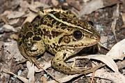 Pelophylax ridibundus