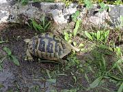 Testudo hermanni