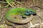 Lacerta viridis