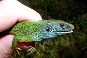 Lacerta viridis