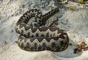 Vipera ammodytes