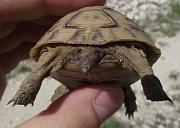 Testudo graeca