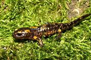 Salamandra salamandra