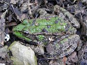 Pelophylax ridibundus