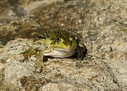 Pelophylax shqipericus