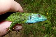 Lacerta viridis