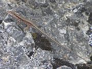 Podarcis muralis