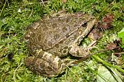 Pelophylax ridibundus