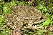 Pelophylax ridibundus