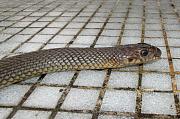 Dolichophis caspius