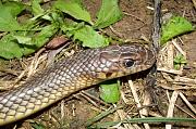 Dolichophis caspius