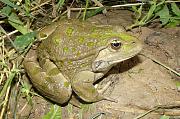 Pelophylax ridibundus