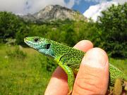 Lacerta viridis