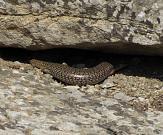 Chalcides ocellatus